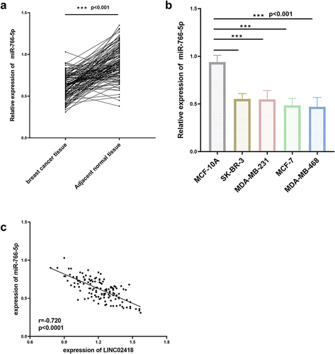 Figure 2 miR-766-5p expression was downregulated in breast cancer tissues than adjacent normal tissues (a) miR-766-5 expression was downregulated in breast cancer cells than normal breast cells (MCF-10A) (b). LINC02418 was negatively correlated with miR-766-5p (c). ***p<0.001, compared with normal tissue and normal cells.