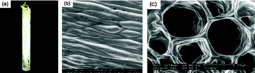 Figure 1. (a) Photograph of living MBS; (b) SEM images of the cross section of the interior stem SEM images of the epidermal surface of MBS (outside); (c) the cross section of the interior stem of MBS (inside).