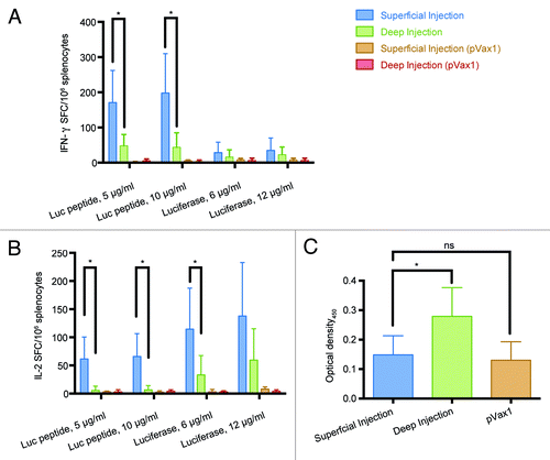 Figure 5. Immunogenicity of luciferase DNA in BALB/c mice immunized by superficial or deep injections of luciferase gene followed by electroporation. On day 23 post immunization splenocytes were harvested from mice receiving superficial (n = 9) and deep (n = 7) injections of luciferase-coding pVax-Luc and vector-only controls (pVax1, n = 6). Responses of splenocytes stimulated by a peptide representing CD8+ epitope of Luc (GFQSMYTFV) or recombinant luciferase measured by FluoroSpot: secretion of IFN-γ (A), IL-2 (B); Optical density of luciferase-specific antibodies measured by ELISA (C).