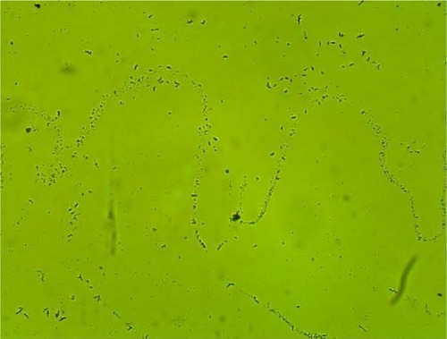 Figure 4 Lactobacilli interaction with vaginal squamous epithelial cells and semicircular ridge formation.