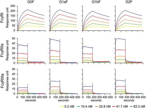 Figure 5. Binding of glycoengineered anti-CD20 mAbs to human FcγRs. SPR analysis was used to measure the binding of anti-CD20 mAbs to human FcγRI, FcγRIIa, and FcγRIIIa. Binding sensorgrams corrected by both the surface blank and buffer injection control are represented.