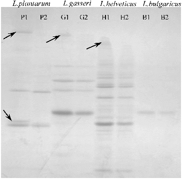 Figure 3. SDS-PAGE of cell-wall proteins of the strains L. plantarum F1 (P1 – before, P2 – after adhesion), L. gasseri G7 (G1 – before, G2 – after adhesion), L. helveticus AC (H1 – before, H2 – after adhesion) and L. delbrueckii subsp. bulgaricus B14 (B1 – before, B2 – after adhesion).