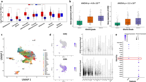 Figure 1. CCR2 and CCR5 are highly expressed in GBM. (a) Pan-cancer TCGA analysis comparing expression of CCR2, CCR5, CCL2 and CCL5 across multiple tumors. Red represents expression within tumors, and blue represents expression within normal tissue. (b) CGGA analysis comparing CCR2 and CCR5 expression across glioma grades. (c) UMAP of 96,132 CD45+/CD3- myeloid cells from 21 patients with Grade IV glioma (reanalysis of scRNA-Seq data from Jackson et al.). (d) CCR2 and CCR5 expression across all myeloid cell clusters. (e) Average expression and percent expressed of CCR2 and CCR5 in myeloid clusters, highlighting co-expression in M-MDSCs.