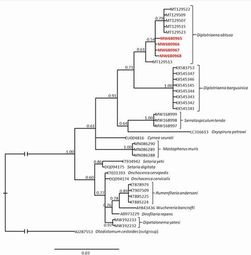 Figure 2. The Bayesian inference (BI) phylogeny of the selected nematode species constructed based on 18S rRNA sequences. Numbers at nodes indicate Bayesian posterior probability. Bolded and red accession numbers indicate sequences obtained in this study. The scale bar represents 0.03 substitutions per nucleotide position