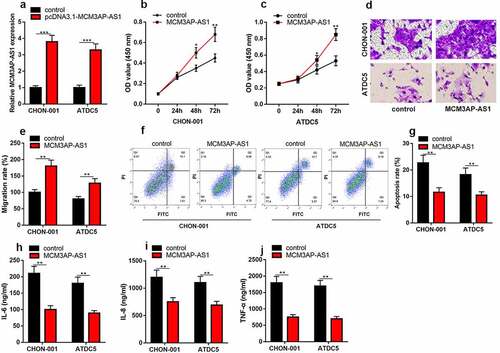 Figure 3. Overexpression of MCM3AP-AS1 promotes the viability of chondrocytes, inhibits apoptosis and inflammatory response in OA models in vitro. (a) qRT-PCR showed that the MCM3AP-AS1 overexpression model was successfully constructed. (b, c) CCK-8 assay showed that overexpression of MCM3AP-AS1 significantly promoted the viability of chondrocytes. (d, e) Transwell assay showed that overexpression of MCM3AP-AS1 significantly promoted the migration of chondrocytes. (f, g) Flow cytometry assay showed that overexpression of MCM3AP-AS1 significantly inhibited apoptosis of chondrocytes. (H, I, J) ELISA assay showed that overexpression of MCM3AP-AS1 significantly inhibited the levels of IL-6, IL-8 and TNF-α in OA models in vitro.