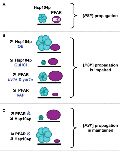 FIGURE 2. Interplay between protein folding activities of Hsp104p and ribosome in modulating [PSI+] propagation (adapted from ref. Citation6). (A)- Hsp104p and PFAR both participate in [PSI+] propagation. (B)- [PSI+] propagation is affected by enrichment or inhibition of Hsp104p and PFAR. (C)- Hsp104p and PFAR interplay results in the compensation of the increase of one by the reduction of the other, and vice versa. OE, overexpression. GuHCl, Hsp104p inhibitor guanidine hydrochloride. ltv1Δ and yar1Δ, PFAR-enriched yeast strains deleted for LTV1 or YAR1 genes.Citation6