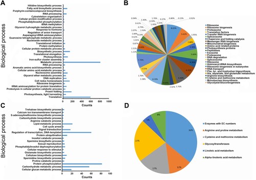 Figure 4. Enrichment analysis of differentially expressed genes in chilled tobacco at the seedling and budding stages. (A) and (C) show enriched GO terms of DEGs in CS vs. NS and CF vs. NF, respectively. (B) and (D) show the KEGG pathways for DEGs in CS vs. NS and CF vs. NF, respectively.