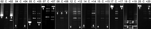 Figure 4. DGGE profiles for monitoring bacterial isolates in M. aeruginosa colonies in the cultures. 02, 04, 05, 07, 08, 12, 14, 15, 17, 19 and 20 represent bacterial strain QW02, QW04, QW05, QW07, QW08, QW12, QW14, QW15, QW17, QW19 and QW20, respectively. C represents control cyanobacterial culture. +02, +04, +05, +07, +08, +12, +14, +15, +17, +19, +20 represent treatment cyanobacterial cultures with addition of bacterial strain QW02, QW04, QW05, QW07, QW08, QW12, QW14, QW15, QW17, QW19 and QW20, respectively. White arrows indicate the bands from the inoculated bacterial isolates. Four bands (S1, S2, S3 and S4) were from bacterial strain QW19.