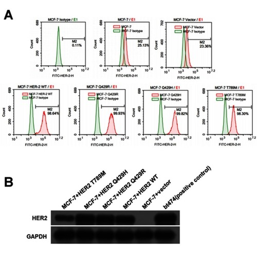 Figure 1 The assessment of HER2 expression in the transfected cells. The levels of HER2 in transfected MCF7 cells were quantified by flow cytometry. The mean fluorescence signal ± SD (n=3) (A). The expression of Her2 in transfected MCF7 cells was detected by SDS-PAGE/immunoblotting with anti-HER2 antibodies. Conversely, there was zero expression of HER2 in MCF7+control vector cells. GAPDH was used as internal control (B). These experiments were repeated in triplicate, quantified, and represented. Results are the average ± SD of triplicate determination.