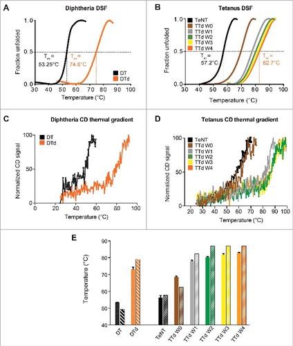 Figure 1. Differential scanning fluorimetry and circular dichroism thermal gradient. (A) the melting curves, for DT (black) and DTd (orange), represented by fraction unfolded protein vs the temperature. (B) the melting curve for the TeNT (black), and the TTd at various stages in the detoxification process W0 (brown), W1 (gray), W2 (green), W3 (yellow) and W4 (orange). The dashed lines indicate the extrapolated melting temperature, Tm. (C) CD analysis melting spectra for the DT (black) and DTd (orange). (D) CD analysis melting spectra for TeNT (black) and TTd at various stages in the detoxification process (colored as in panel (B)). (E) comparison of Tms determined for DT and DTd by DSF and CD analysis (dotted and striped columns, respectively) and TeNT and TTd at different detoxification stages (solid and striped columns, respectively). The standard deviations (std) of the DSF determined Tm for each melting curve in (B) and column diagrams in (C) are ± 0.12 for TeNT, ± 0.37 (W0), ± 0.47 (W1), ± 0.37 (W2), ± 0.37 (W3) and ± 0.25°C (W4)