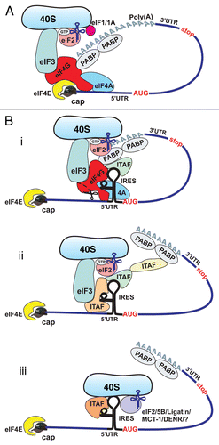 Figure 1 Cap-dependent and IRES-mediated mechanisms of translation initiation in eukaryotic cells. (A) Cap-dependent initiation is believed to require all canonical initiation factors and involve circularization of the mRNA via interaction of PABP with eIF4G. (B) Cellular IRES-mediated translation generally does not require the cap-binding protein eIF4E and/or intact eIF4G, but may involve circularization of the mRNA. The requirement for canonical initiation factors and ITAFs can vary between different IRES-containing mRNAs. Potential mechanisms of cellular IRES-mediated translation: (i) most, if not all, canonical initiation factors and many ITAFs are required (top part); (ii) a limited number of canonical factors and ITAFs are required (middle); and (iii) canonical factors are dispensable, but some ITAFs may be required (bottom). Delivery of Met-tRNAiMet to the 40S ribosomal subunit may be performed by eIF5B/Ligatin/MCT-1/DENRCitation55,Citation56,Citation58,Citation59 and perhaps some other, yet unidentified proteins, acting in place of eIF2.