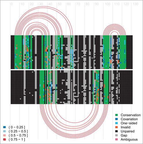 Figure 5. Arc-plot of Tryptophan operon leader made using the visualisation program R-chie [Citation96]. The left legend specifies the percentage of canonical base-pairs in the paired alignment columns, i.e. those connected by an arc. The right legend specifies the evolutionary support (e.g., covariation, etc.) for each position in the alignment. The alignment and arcs at the top show the information for the terminator structure, whereas the bottom ones correspond to the anti-terminator structure for the same underlying alignment. The lines in each alignment correspond to the respective sequences with every box representing either a nucleotide or a gap in the respective sequence. Every arc represents a base-pair involving the respective two alignment columns. The arcs are colour-coded according to their percentage of canonical base pairs, whereas the evolutionary information supporting each base pair is encoded in the colouring of the underlying nucleotides in the base paired alignment columns, see the right legend for details. Two green blocks connected by an arc implies that this is a canonical base pair (i.e., GC, AU or GU) which corresponds to the most abundant type of base pair for this pair of alignment columns. Cyan means this is a canonical base pair but that it has an one-sided mutation with respect to the most abundant (green) base-pair. Blue refers to a canonical base-pair which differs on both sides from the most abundant (green) base-pair. Red means this is a non-canonical base pair. Unpaired nucleotides are shown in black and gaps in grey.