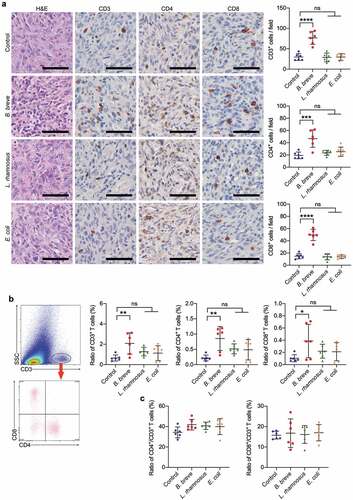 Figure 2. Tumor suppression effect depended on antitumor immunity. a. Representative H&E staining images of tumor tissues were shown in the left panel, and the expressions of CD3, CD4, and CD8 in tumor tissues were detected by immunohistochemical staining assay (left; scale bar: 50 μm). The quantitative analysis was performed by ImageJ software and the number of positive cells were presented in scatter plots (right). b. Representative plots showing gating strategy of CD3+, CD4+, and CD8+ T cells within the tumor of C3H/HeN mice, as assessed by flow cytometry (left). The statistical analysis was shown in scatter plots (right). c. The ratio of tumor infiltrating CD4+/CD3+ T cells and CD8+/CD3+ T cells based on the data in b. Each dot represents one mouse in two to three independent experiments of six mice per group. All these data were analyzed with one-way ANOVA and presented as mean ± SD (*P < .05; **P < .01; ***P < .001; ****P < .0001; ns, not significant)