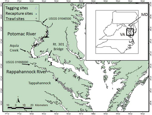 FIGURE 1. Map of tagging sites (open triangles) and recapture sites (filled circles) for Blue Catfish in the Potomac River, Maryland, and trawl sites (open circles) on the Rappahannock River, Virginia, where Blue Catfish are routinely captured by the VIMS (Virginia Institute of Marine Science) Trawl Survey. Tappahannock (black star) marks the uppermost sites sampled by the trawl survey. Also shown are the U.S. Geological Survey (USGS) gauges used for estimating discharge, Aquia Creek, and the location of the U.S. Route 301 bridge.