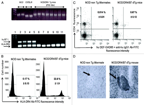 Figure 1. Immunologic characterization of humanized NOD/DR4/B7 dTg mice. (A) microsatellite analysis of the NOD genetic background in the parental NOD/DR4 Tg strain (upper panel). Comparison between the genetic background in 2 representative NOD wt, C57BL/6 parental strains, and 8 out of 32 microsatelites in the F12 generation of parental NOD/DR4 Tg strain shows full transfer of the NOD background in the parental NOD/DR4 Tg strain. Lower panel, identification of human HLA-DR*0401 and B7.1 (CD80) transgenes by PCR using specific primers (forward: GTTTCTTGGA GCAGGTTAAA CA; reverse: CTGCACTGTG AAGCTCTCAC, and respectively: forward: GCTTACAACC TTTGGAGACC CAG; reverse: CGTCACTTCA GCCAGGTG). Internal control PCR primers for DNA quantification were specific for mouse IgG3 gene (forward: ACAACAGCCC CATCTGTCTA T; reverse: GTGGGCTACG TTGCAGATGA C). Lane 1, DNA size markers; lanes 2–5, NOD mice expressing both the human HLA-DR*0401 and B7.1 transgenes; lanes 6–11, NOD/DR4 littermates lacking the hu B7.1 transgene. (B) expression of HLA-DR4 molecules on splenic APCs from NOD/DR4/B7 dTg mice. Left panel, splenic cells stained with a rat IgG isotype control Ab-FITC conjugate; Right panel, splenic cells stained with a rat IgG anti-HLA-DR4-FITC conjugate. Shown is the mean ± SD values as determined in 4 NOD/DR4/B7 mice. (C), FACS detection of GAD65271–285-specific CD4+ T-cells in the blood of NOD/DR4/B7 dTg mice. Left panel, the signal-to-noise background of the secondary anti-human IgG1-FITC conjugate; right panel, the mean frequency of GAD65271–280-specific CD4+ T cells ± SD measured in 4 NOD/DR4/B7 dTg mice in spleen cells double-stained with hu DEF-GAD65 reagent and revealed by a goat anti-human IgG1-FITC conjugate, and anti-mouse CD4 Ab-APC conjugate (clone #GK1.5, ATCC, BD PharMingen). (D) immunohistochemical detection of human B7.1 (CD80) expression in the pancreatic β-islets of NOD/DR4/B7 dTg mice. Fresh pancreatic sections of 5μm in OCT from a NOD wt mouse (left panel) and NOD/DR4/B7dTg mouse (right panel) were stained with a rat IgG anti-human B7 molecule (BD PharMingen) and revealed by an anti-rat IgG-HRP conjugate (Jackson ImmunoResearch). Shown is the absence of B7 staining of a representative β-islet from a NOD wt mouse, and the positive B7 staining for a representative β-islet from a NOD/DR4/B7 dTg mouse. Dark arrows in each panel indicate the position of pancreatic β-islets.