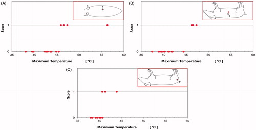 Figure 4. (A) Relationship between T-max and thermal damage for all animals for sensor 1. For values of T-max ≤45.5 °C, no thermal muscle damage is present. Values of T-max ≥45.9 °C are always associated with thermal muscle damage. (B) Relationship between T-max and tissue damage for sensor 2. For values of T-max ≤44.4 °C, no thermal muscle damage is present. Values of T-max ≥46.4 °C are always associated with thermal muscle damage. (C) Relationship between T-max and tissue damage for sensor 3. Here, for values of T-max ≤40.3 °C, no thermal muscle damage is present. Values of T-max ≥41.3 °C are always associated with thermal muscle damage. Overall, a good correlation is observed between T-max and tissue damage.
