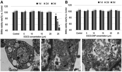 Figure 3 Viability of BMMs in the presence of (A) EGCG and (B) EGCG-GNPs at different concentrations. The results are mean ± SD of triplicate experiments: *P<0.05, significant differences compared with control. (C) Intracellular uptake images of BMMs treated with EGCG-GNPs as confirmed by TEM (black arrows). Enlarged views of C (scale bar =20 μm) are presented in a and b (scale bar =7.5 μm).Abbreviations: BMM, bone marrow-derived macrophages; TEM, transmission electron microscopy.