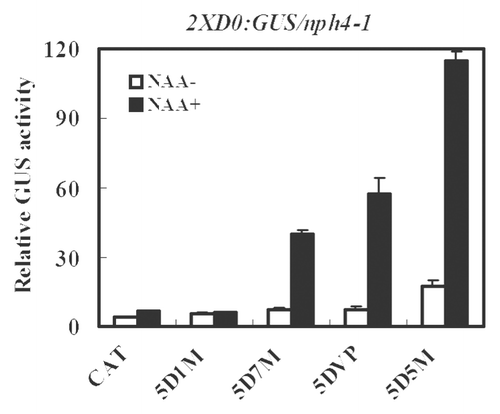 Figure 2. Expression of an integrated 2XD0:GUS auxin-responsive reporter gene in Arabidopsis nph4-1/arf7 protoplasts transfected with CTD truncated ARF5 (5D5M) or the ARF5 DBD fused to ARF7 (5D7M) or VP16 AD (5DVP) or the ARF1 RD (5D1M). Assays were conducted as described in Figure 1.