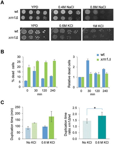 Figure 2. Sensitivity to different osmotic stress conditions of the xrn1Δ mutant cells. (A) Exponentially growing cells were spotted on YPD plates supplemented, or not, with NaCl or KCl at the indicated concentrations. Plates were incubated at 30°C for 2 days. (B) Viability analysis of the xrn1Δ mutant during osmotic stress. Exponentially growing wild type (wt) and mutant cells in YPD were subjected to 0.6 M KCl. The left panel shows the percentage of dead cells. The right panel shows these data normalized to an arbitrary value of 1 at t = 0. (C) The left panel shows the duplication time measurements in growing cells on YPD medium (no KCl) and YPD supplemented with 0.6 M KCl for wt and xrn1Δ. The right panel shows the ratio between the duplication time for the xrn1Δ mutant with respect to wt in the indicated conditions. The mean of at least three independent experiments is shown; *p < 0.05