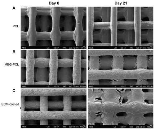 Figure 9 Field emission scanning electron microscopy images of cell growth before (left) and after 21 days (right) of culture of MC3T2-E1 cells on polycarplolactone (PCL), mesoporous bioactive glass (MBG)-PCL, and extracellular matrix (ECM)-coated scaffolds.