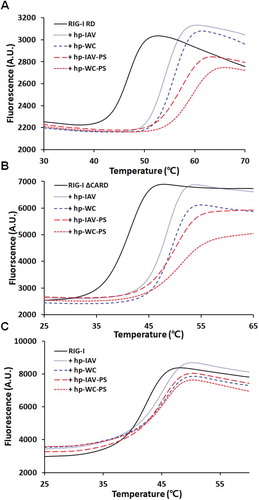 Figure 4. Melting curves for three different constructs of RIG-I RD (A), RIG-I ΔCARD (B), and full length RIG-I (C). Each construct was subjected to DSF alone and in complex with 4 different RNAs (hp-IAV, hp-WC, hp-IAV-PS, and hp-WC-PS) at 1.2 times the amount of protein.