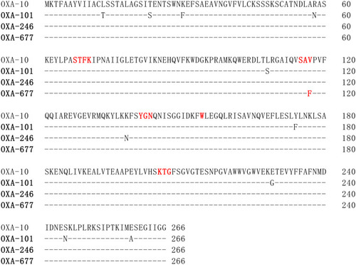 Figure 2 Amino acid alignment of OXA-10 and three OXA-10-like enzymes identified in this study. A dash indicates synonymous substitution without amino acid change. Key amino acid motifs conserved among OXA-10 are highlighted in red.