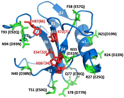 Fig. 6. The structural model of 12mutant-He1.Notes: The location of the site-directed mutants of RNase He1 by structural modeling with the crystal structure of RNase Po1 as a template (PDB ID: 3WHO). The figure was drawn with PyMOL (http://pymol.sourceforge.net). α-Helices and β-strands are marked α1 and β1–7, respectively. Active site residues of RNase He1 are colored in red. The locations of the mutated amino acid residues in RNase He1 are colored in green. The amino acid numbers of RNase Po1 are shown followed by those of RNase He1 in parentheses.