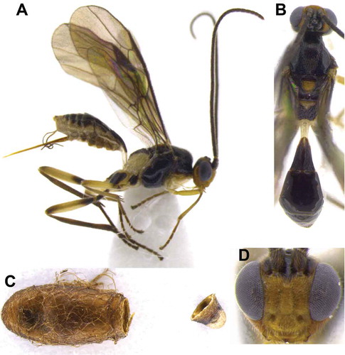 Figure 4. Meteorus pyralivorus sp. nov. (A) Habitus female in lateral view; (B) habitus female in dorsal view; (C) cocoon; (D) head in frontal view.