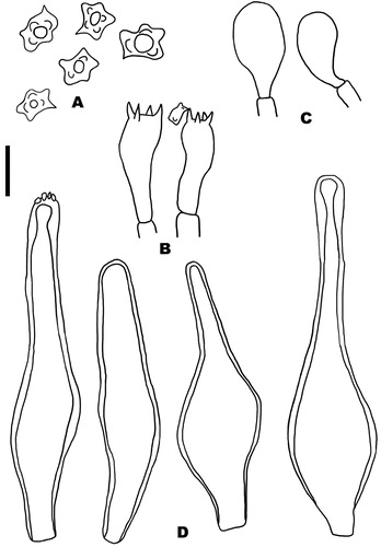 Figure 2. Inocybe lepidosparta (holotype). A, Basidiospores; B, basidia; C, paracystidia; D, hymenial metuloids. Scale bar = 10 µm.