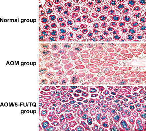 Figure S1 Corresponding histopathological features of colorectal tissues stained with Alcian blue.