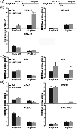 Figure 4. VOZ regulates GA metabolic genes but not DELLA genes and ABA metabolic genes.