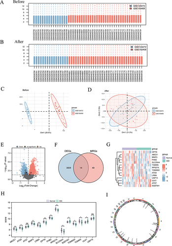 Figure 1 Data pre-procession and identification of mitophagy-related genes. (A and B) Boxplot of the merged dataset before and after batch removal. (C and D) PCA diagram of the merged dataset before and after batch removal. Analysis of differentially expressed genes related to mitophagy. (E) Volcano maps of DEGs. (F) Venn diagrams of DEGs and MRGs. (G) Heat maps of MRDEGs. H. Group comparison diagram of MRDEGs. (I) Chromosomal mapping of MRDEGs. The symbol ns is not statistically significant. *p < 0.05, **p < 0.01.