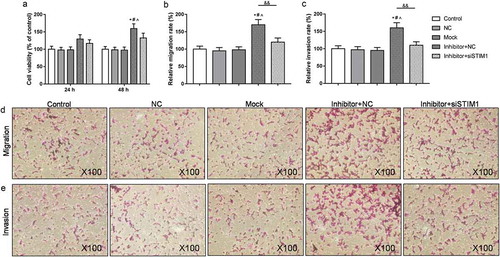 Figure 5. Inhibition of miR-185 enhanced the abilities of proliferation, migration and invasion in ox-LDL induced MOVAS cells by targeting STIM1. (a) CCK-8 was used to test cell viability. (b-e) Transwell assay was carried out to analyze cell migration (b, d) and invasion (c, e). *P< 0.05, versus control. #P< 0.05, versus NC. ^P< 0.05, versus mock. &P< 0.05, &&P< 0.01, versus inhibitor+NC.