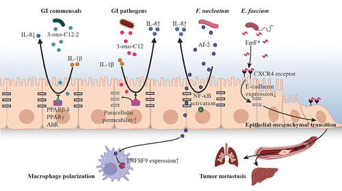 Figure 2. The effect of microbiota plays on host driven by QS.