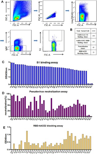 Figure 2. Functional screening of cultured S1-specific single rabbit B cell clones. (A) The sorting strategy for S1-specific B cells from rabbit splenocytes using FACS. (B) High-throughput functional screening of cultured B cells. The number of individually cultured B cell clones (Cultured B cell clones), B cell clones binding SARS-CoV-2 S1 protein (SARS-CoV-2 S1 binding clones), B cell clones binding the SARS-CoV-2 RBD (SARS-CoV-2 RBD binding clones), B cell clones with neutralization potential (Neutralization clones), and B cell clones with the capability of inhibiting RBD and ACE2 interaction (RBD/ACE2 blocking clones) were listed. (C) Representative ELISA screening of cultural supernatants for top 40 B cell clones that can bind to the SARS-CoV-2 S1 protein. (D) Pseudovirus neutralization assay of S1-specific B cell cultural supernatants. (E) ACE2 blocking assay of S1-specific B cell cultural supernatants.