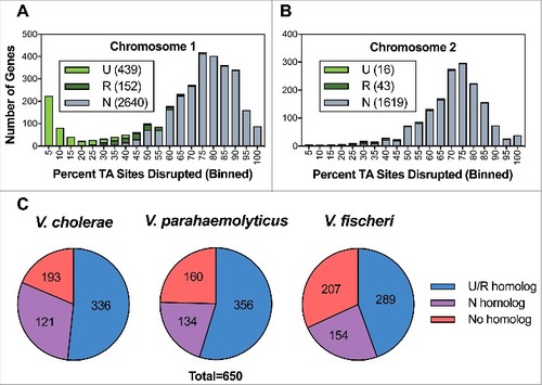 Figure 2. Characterization of the V. vulnificus transposon insertion library. Distribution of the percentage of TA sites disrupted per gene encoded on the large chromosome (A) and the small chromosome (B). Genes classified as underrepresented (U), regional (R), or neutral (N) are represented within each bin for each chromosome. (C) Status of genes homologous to a non-neutral V. vulnificus gene in V. cholerae, V. parahaemolyticus, and V. fischeri. U/R indicates underrepresented, regional, or comparably classified, homolog and N indicates neutral or comparably classified homolog.