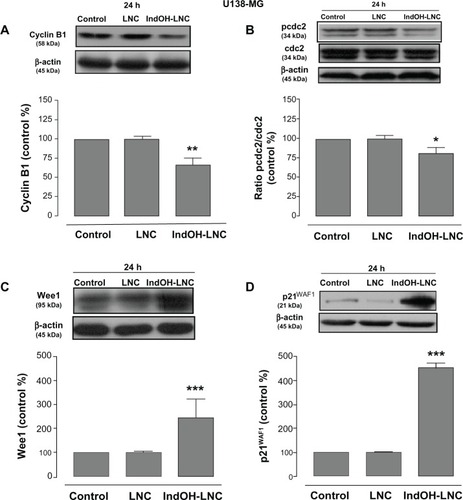 Figure 8 IndOH-LNC modulate cell-cycle G2/M checkpoints in U138-MG glioma cells.Notes: U138-MG glioma cells were treated with 25 μM IndOH-LNC for 24 hours. Cell-cycle G2/M checkpoint proteins (cyclin B1, pcdc2, Wee1, and p21WAF1) were assessed by Western blotting. Unloaded LNC were considered the vehicle control of IndOH-LNC. The histogram presents the quantitative Western blot analysis for the protein indicated. The densitometric values obtained from treatments were normalized to their respective controls (control bar) (100%). Bars represent the mean ± standard deviation for at least six independent experiments. significant differences from control and LNC groups: *P < 0.05, **P < 0.01, and ***P < 0.001, as assessed by one-way analysis of variance followed by the Bonferroni post hoc test.Abbreviations: IndOH-LNC, indomethacin-loaded lipid-core nanocapsules; LNC, lipid-core nanocapsules.