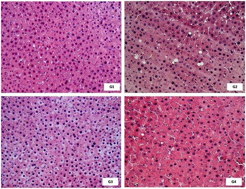 Figure 3. Effect of the extract of Euterpe edulis on liver tissue of Wistar rats. G1: commercial ration; G2: commercial ration + 4% OE; G3: commercial feed + 10% LEE; G4: commercial ration + 10% LEDE. Color: hematoxylin and eosin. Magnification: 400×.