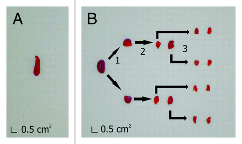 Figure 2. Preparation of isotropic and anisotropic organs for paraffin embedding and histological sectioning. Isotropic organs, such as the spleen (A), do not require special procedures and were fixed and embedded in paraffin after their extraction. Anisotropic organs, such as the kidney (B), were pre-sectioned following the orientator method.Citation18 For this method, (1) the organ was cut at random; (2) resultant fragments were cut again with a perpendicular section to the first plane, and (3) step 2 was performed again with the fragments obtained in step 2. After step 3, fragments are considered uniformly isotropic. Then, all of the fragments were immersed in paraffin and sectioned as in A. Grid unit on graph paper equals to 0.5 cm2.