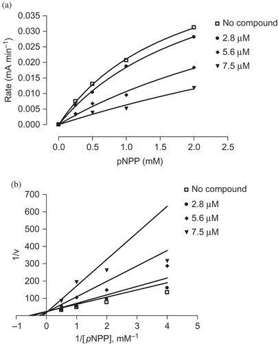 Figure 2. Substrate titration reveals that compound 1 is a classical competitive inhibitor that inhibits substrate binding (constant K m) but not substrate catalysis (V max). (a) Velocity curves performed with PIP1B in the presence of increasing concentrations of compound 1. (b) Lineweaver–Burk transformations of data from (a). Data are expressed as mean initial velocity for n = 3 replicates at each substrate concentration.