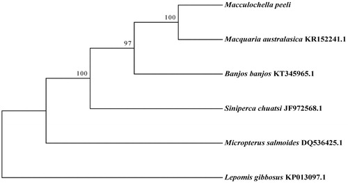 Figure 1. Phylogenetic tree generated using the maximum-likelihood method based on 13 protein-coding genes.