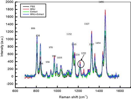 Figure 6. Overlay Raman spectra of DNA samples from Groups I–IV mice. Raman bands at 806, 838, 938, 970, 996, 1035, 1152, 1165, 1216, 1252, 1327, 1357, 1434 and 1456 cm−1 are highlighted. The increase in intensity is observed in MNU (group II)-treated samples followed by MNU + Extract (Group IV)-treated samples while the control (PBS: group I) and Extract (group III)-treated samples had reduced peak intensities for the assigned bands. The major peak alteration is observed at 1252 cm−1 and is characteristic of MNU-treated samples only.
