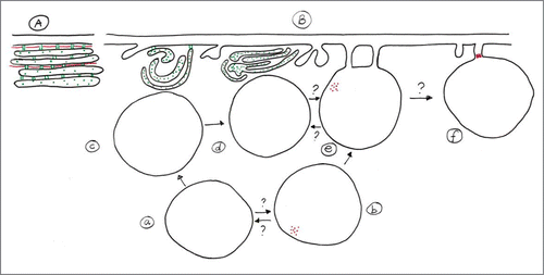 Figure 4. (A) Schematic representation of plasma membrane, actin location (red) and SER in non-infected SEs. The plasma membrane is appressed to the SE wall. SER stacks ordered parallel to the plasma membrane, regular in shape, are connected to each other and to plasma membrane by tiny anchors and are accompanied by longish actin filaments (in red: actin, in green: SER proteins). (B) Possible interrelationships of phytoplasmas with SE substructures. The order of “phytoplasma processing” is represented by arrows. The SE plasma membrane, SER stacks and actin filaments are re-arranged following phytoplasma infection. The SE plasma membrane becomes undulated or invaginated, After injection into the SE by insect vectors (a), some of the phytoplasmas locate to the surface of the distorted SER (c,d) that is partially detached from the plasma membrane. Others become equipped with a unipolar SE actin field (b) that enables them to attach to the plasma membrane by “tubular adhesion corridors.” The corridors may be involved in nutrition and signaling and active displacement of phytoplasmas along the plasma membrane (e) and through the sieve pores (f). As indicated by several question marks, the sequence of events is unknown as well as whether the various stages occur in a compulsory order.