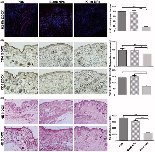 Figure 2. Killer NPs treatment markedly reduces the local allo-rejections of alloskin graft. (A) In-situ H-2Kb-Ig dimer fluorescence staining. (B) IHC staining. (C) H&E staining. Representative images from 3 to 5 individual mice were selected. **p < .01, ***p <  .001.