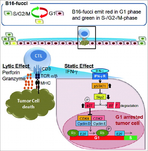 Figure 1. CTLs regulate tumor growth via cytostatic effects rather than cytotoxicity. B16 melanoma cells expressing a fluorescent ubiquitination-based cell cycle indicator (B16-fucci) fluoresce green in the S, G2, and M phases of the cell cycle, red in the G1 phase and yellow during the G1/S transition. Cytotoxic T lymphocytes (CTLs) infiltrate the tumor, where they recognize and directly kill a portion of the cancer cells. At the same time, interferon γ (IFNγ) secreted by CTLs induces wide spread G1 cell cycle arrest of additional tumor cells through the IFNγ receptor, phosphorylation of Stat1, downregulation of Skp2 and accumulation of its target p27 cyclin-dependent kinase inhibitor. The inhibition of tumor growth mediated by tumor-reactive CTLs is thus largely dependent on IFNγ-mediated cell cycle arrest rather than the cytolytic killing of tumor cells.