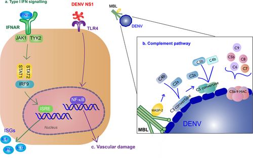 Fig. 3 Type I IFN response and complement activation from DENV infection.a Type I IFN signaling (green): Binding of type I IFN to IFNα/β receptors (IFNARs) stimulates IFN-stimulated gene (ISG) expression that results in antiviral activity. These cytokines bind to on the surface of nearby or infected cells, activating the Janus kinase (JAK)/signal transducer and activator of transcription (STAT) pathway. JAK1 and tyrosine kinase 2 (TYK2) lead to phosphorylation and dimerization of STAT1 and STAT2, which forms a complex with interferon regulatory factor 9 (IRF9). The complex will translocate to the nucleus where they induce transcription of ISGs by the IFN-stimulated response element (ISRE). b Complement pathway (blue): Recognition of DENV by the mannose-binding lectin (MBL) complex will induce complement activation. Cleavage of C4 and C2 by MBL-associated serine protease-2 (MASP-2) make the C3 convertase and initiates the classical complement cascade, including the formation of C5 convertase and the C5b-9 membrane attack complex (MAC) to induce lysis, recruitment of phagocytes, and inflammation. c NS1 binding to TLR4 will induce vascular damage (purple)