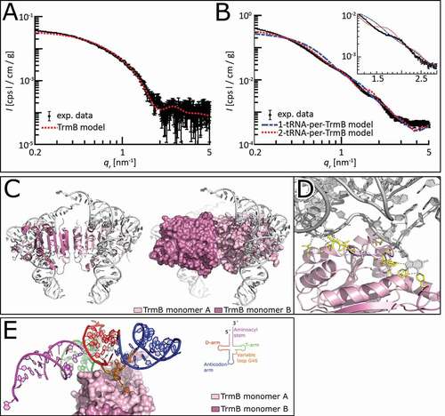 Figure 7. Predicted TrmB – tRNAPhe complex model. (A) Experimental and simulated SAXS curves of TrmB. The curve of the model is calculated from the TrmB-SAM complex crystal structure and scaled to match the experimental curve between 0.1 ≤ qr ≤ 2 nm−1. (B) Experimental SAXS curves and predicted SAXS curves from docking models. The model consisting of two tRNA molecules per TrmB homodimer (red, dotted) shows a higher agreement with the experimental data compared to the model consisting of one tRNA molecule per TrmB (blue, dashed), also seen at larger qr-values. The feature of the experimental data at qr~2.0 nm−1 is shifted to smaller qr-values in the 2-tRNA model and is not visible in the 1-tRNA model (inset). The data is plotted with Matlab (MathWorks Inc. Natick, Massachusetts, USA). (C) TrmB – tRNAPhe complex model is depicted as cartoon (left) with surface representation of TrmB (right). (D) Close-up view of the tRNA binding to TrmB monomer A (light pink). Residues of TrmB interacting with tRNAPhe are shown as sticks (yellow), hydrogen bonds are shown as dashed line. (E) TrmB-tRNAPhe complex model is shown with surface representation of TrmB and tRNAPhe highlighted by its domain architecture. the domain architecture of tRNAPhe is colour coded in Aminoacyl stem (purple), T-arm (green), variable loop (orange), Aminoacyl stem (blue), and D-arm (red) with the G46 base depicted as sticks