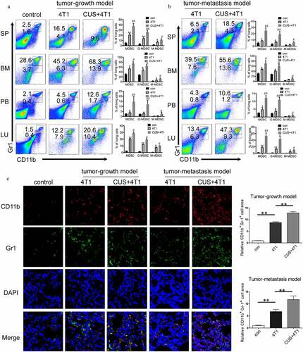 Figure 2. CUS caused MDSCs elevation in 4T1 tumor-bearing mice. Tumor-growth model or tumor metastasis model was established in BALB/c mice as shown in Figure 1a. The percentages of MDSCs were analyzed by flow cytometry in tumor-growth model (a) and in tumor metastasis model (b), analyzed by flow cytometry. PB, peripheral blood. SP, spleen. BM, bone marrow. LU, lung. Representative results (left) and mean ± SEM from 4–6 mice (right) were shown. (c) Representative immunofluorescence staining of MDSCs infiltration in lung metastatic site in tumor growth model and tumor metastasis model (right, 800 × magnification) and quantitative analysis of MDSCs (left). *P < .05, **P < .01, 4T1 vs. con, #P < .05, ##P < .01, CUS + 4T1 vs. 4T1, Mann-Whitney test