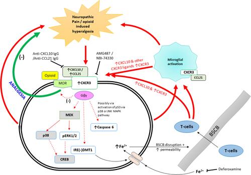 Figure 3 Schematic representation of the possible signalling events and mechanism involved in neuropathic pain occurring in the dorsal root ganglia and or the spinal cord and also opioid-induced hyperalgesia or morphine tolerance occurring in the spinal cord and in the PAG, mid brain.