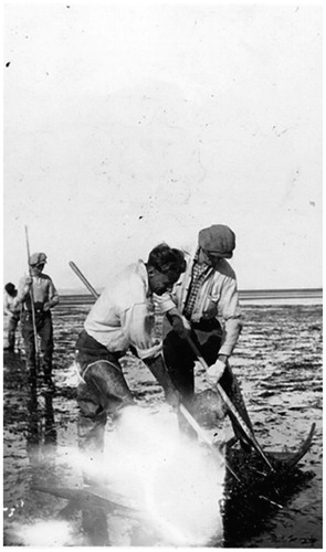 Figure 12. Oyster farmers on mudflats in 1930. (Surrey Archives 180.2.25A.)